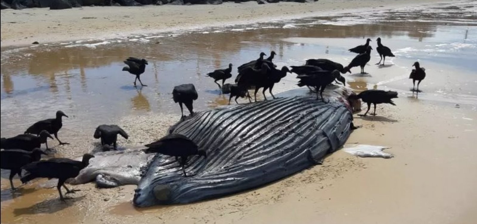 [Filhote de baleia jubarte &eacute; encontrado morto em Porto Seguro]