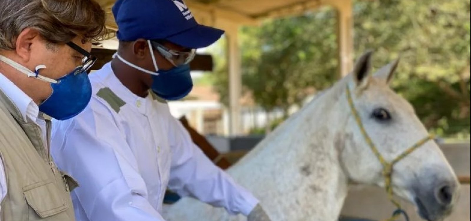 [Brasileiros descobrem que anticorpo de cavalos contra a Covid é até 50 vezes mais potente]