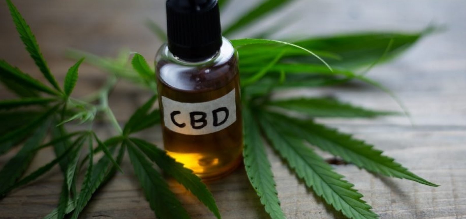 [Componente da maconha pode reduzir problemas nos pulmões de infectados por Covid-19]