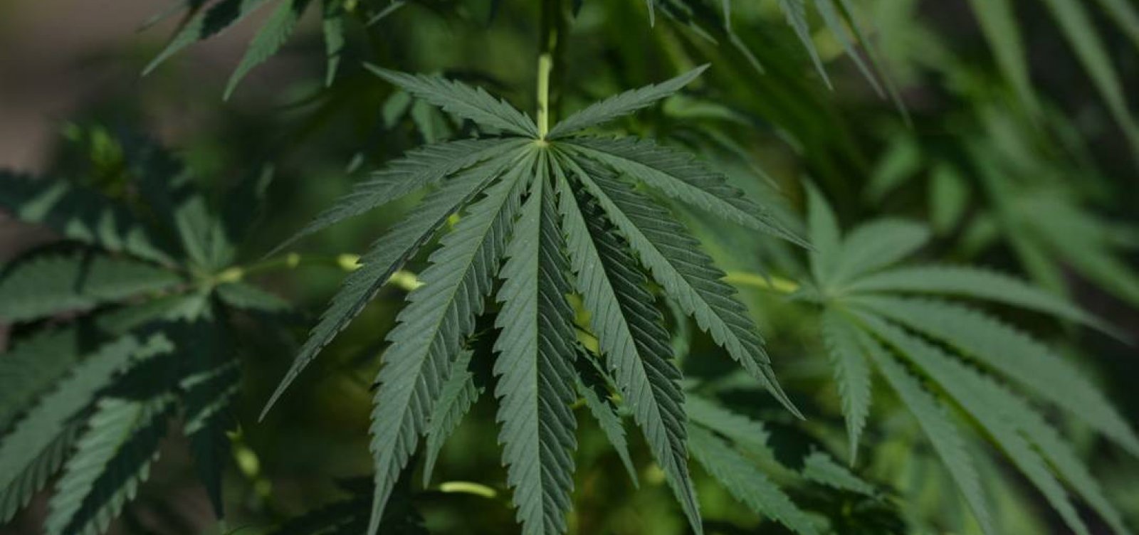 [Argentina legaliza cultivo de maconha medicinal para consumo próprio]